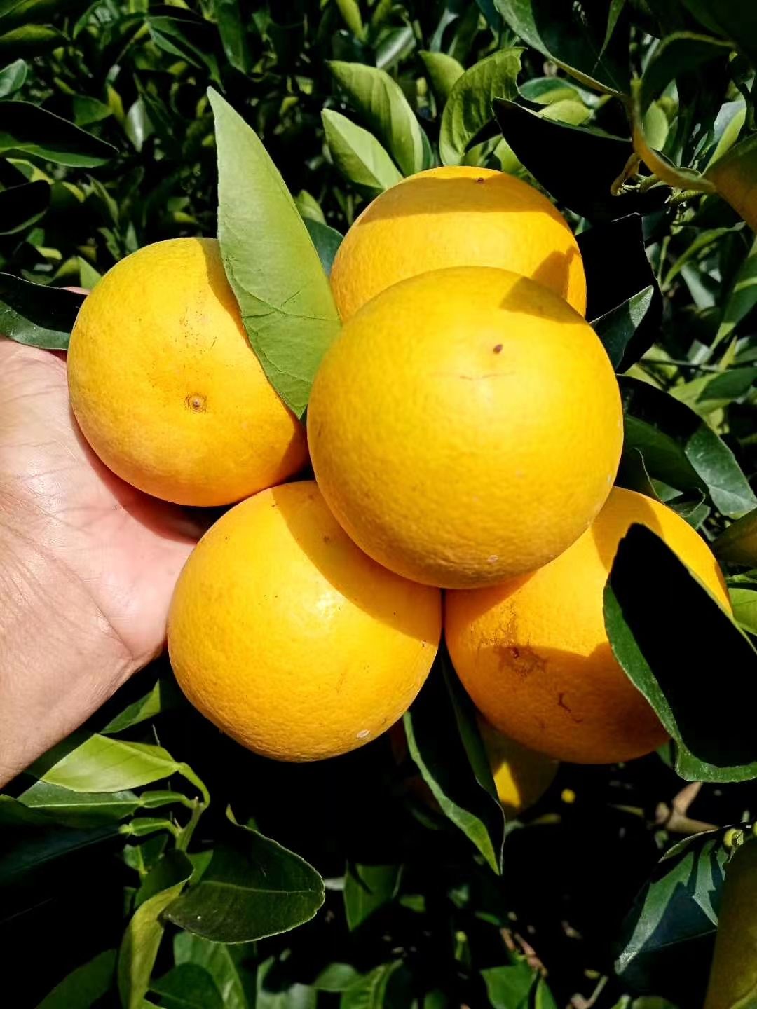 皇帝柑 可以去地里监督现采