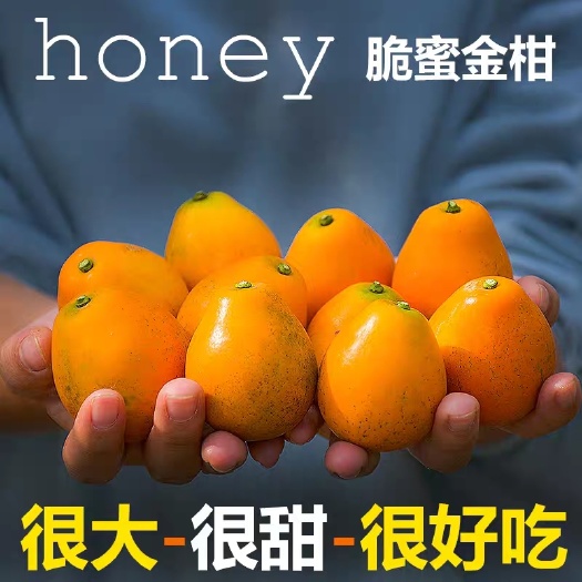 融安县重点精心培育自家果园，无籽脆蜜金桔大果价格可根据实际需求议价