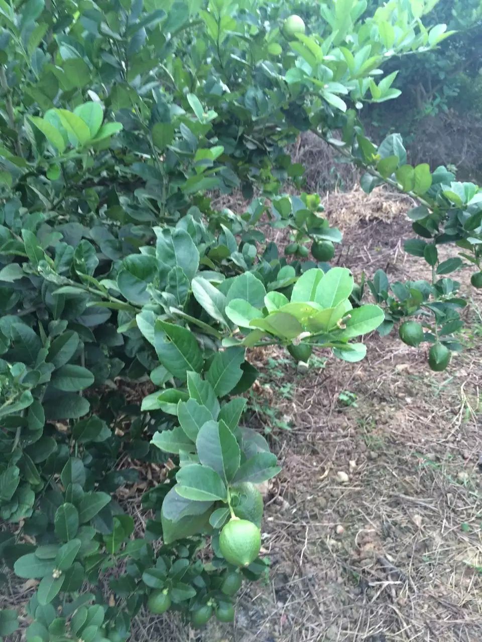 生态种植广东无籽香水柠檬（十三年老树,价格即价值）