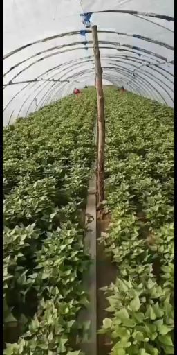 尉氏县商薯19红薯苗 脱毒种薯苗，商薯19，西瓜红，玛沙利，龙九，红遥