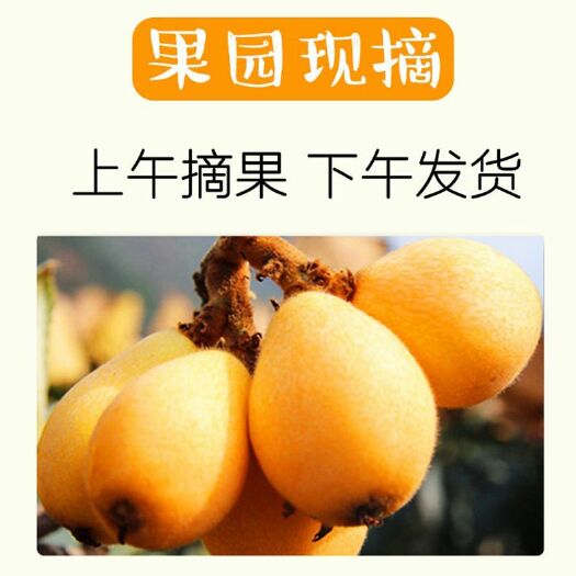 石林县大五星枇杷  甜枇杷现摘现发自然熟