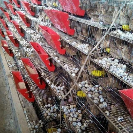 重庆市黄羽鹌鹑蛋  新鲜鹌鹑蛋可以免费送重庆主城，区县可以发物流，