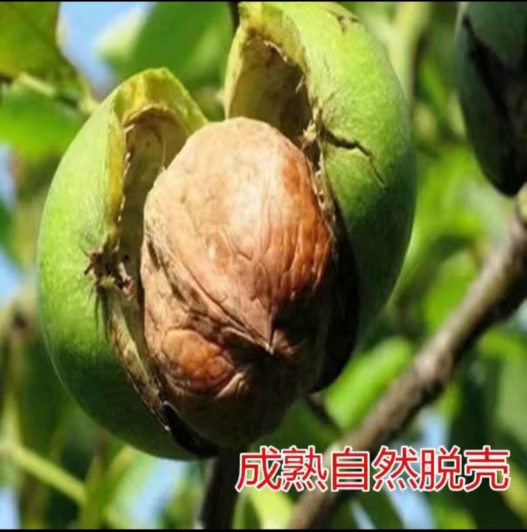 鲁甸大麻核桃苗  鲁甸核桃苗  鲁甸麻核桃树苗