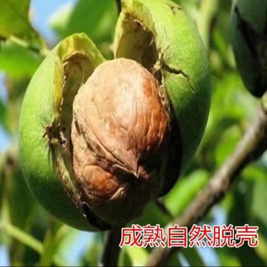 景东县鲁甸大麻核桃苗  鲁甸核桃苗  鲁甸麻核桃树苗