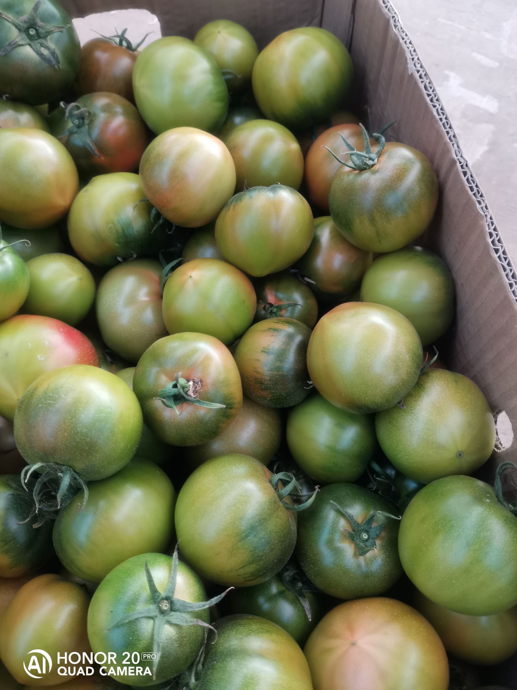 铁柿子 丹东铁皮柿子、油柿子/一件代发