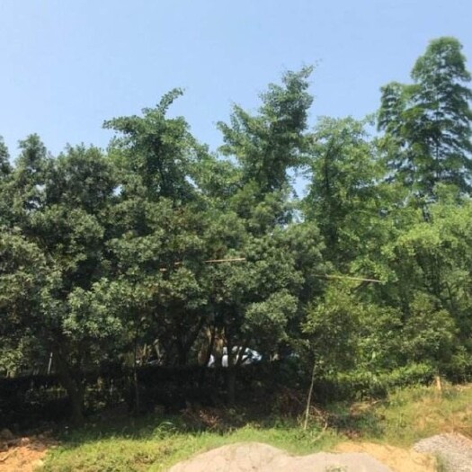 始兴县 杨梅树1.5米以上