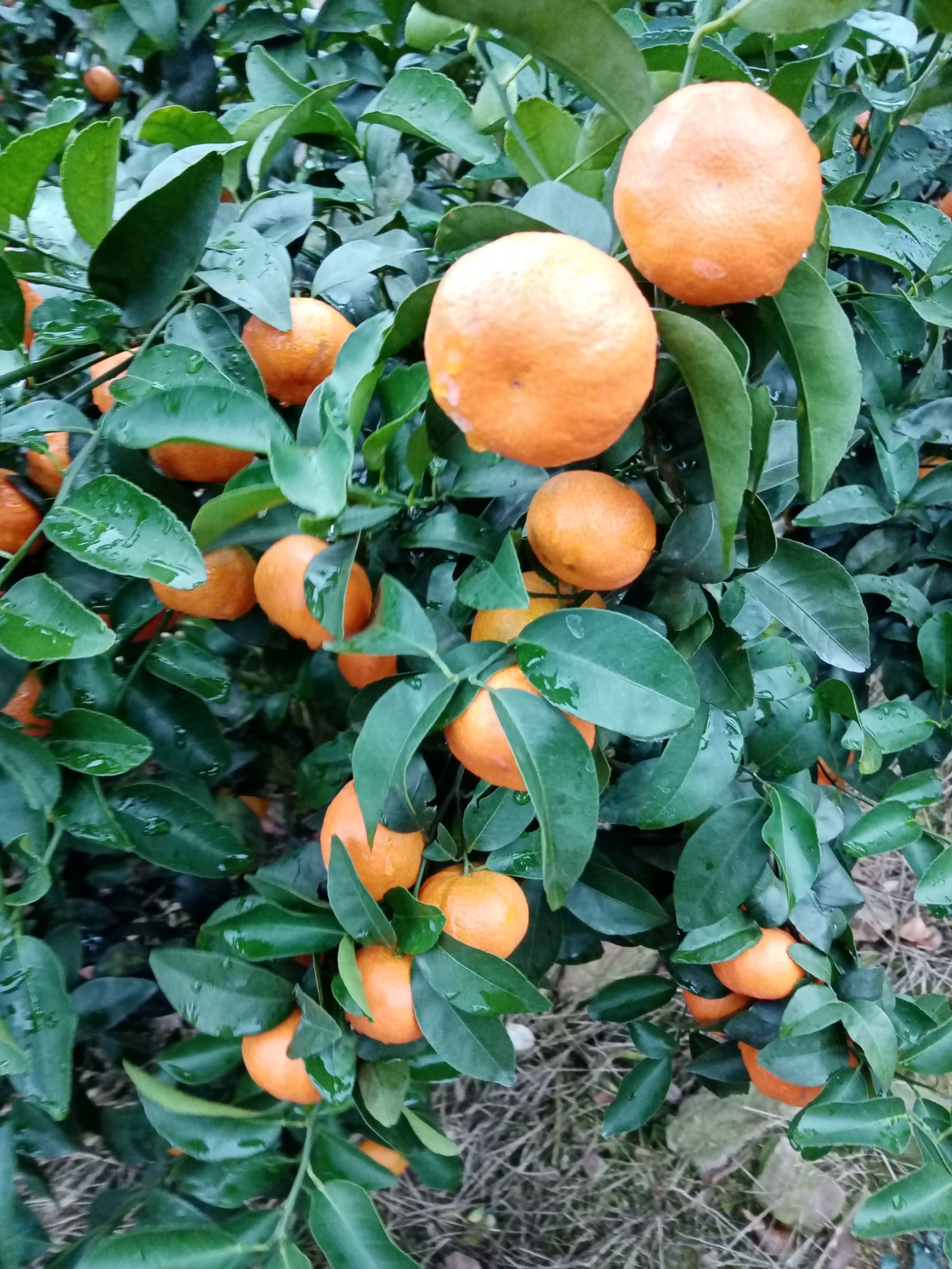 沙糖桔 一级果 