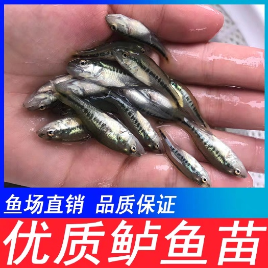 叙永县加州鲈鱼苗出售，欢迎订购