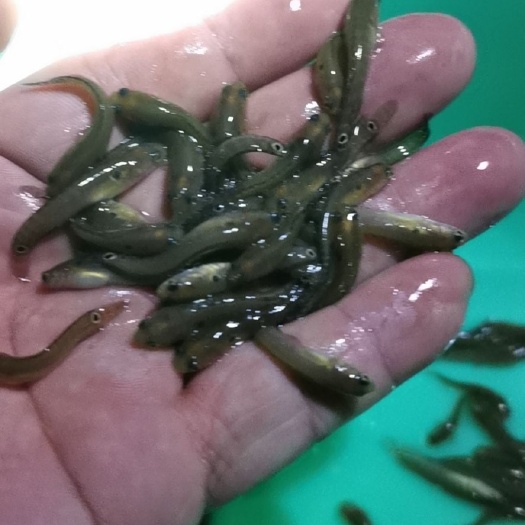 南宁七星鱼苗，（点星鱼苗）供应，欢迎各地养殖户来电洽谈订购！☕
