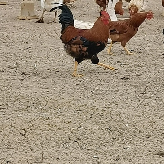 洛南县土鸡滞销全部低价处理