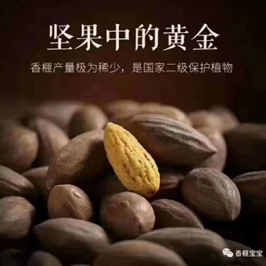 诸暨市 枫桥香榧子质量好，味道香，脆，可口