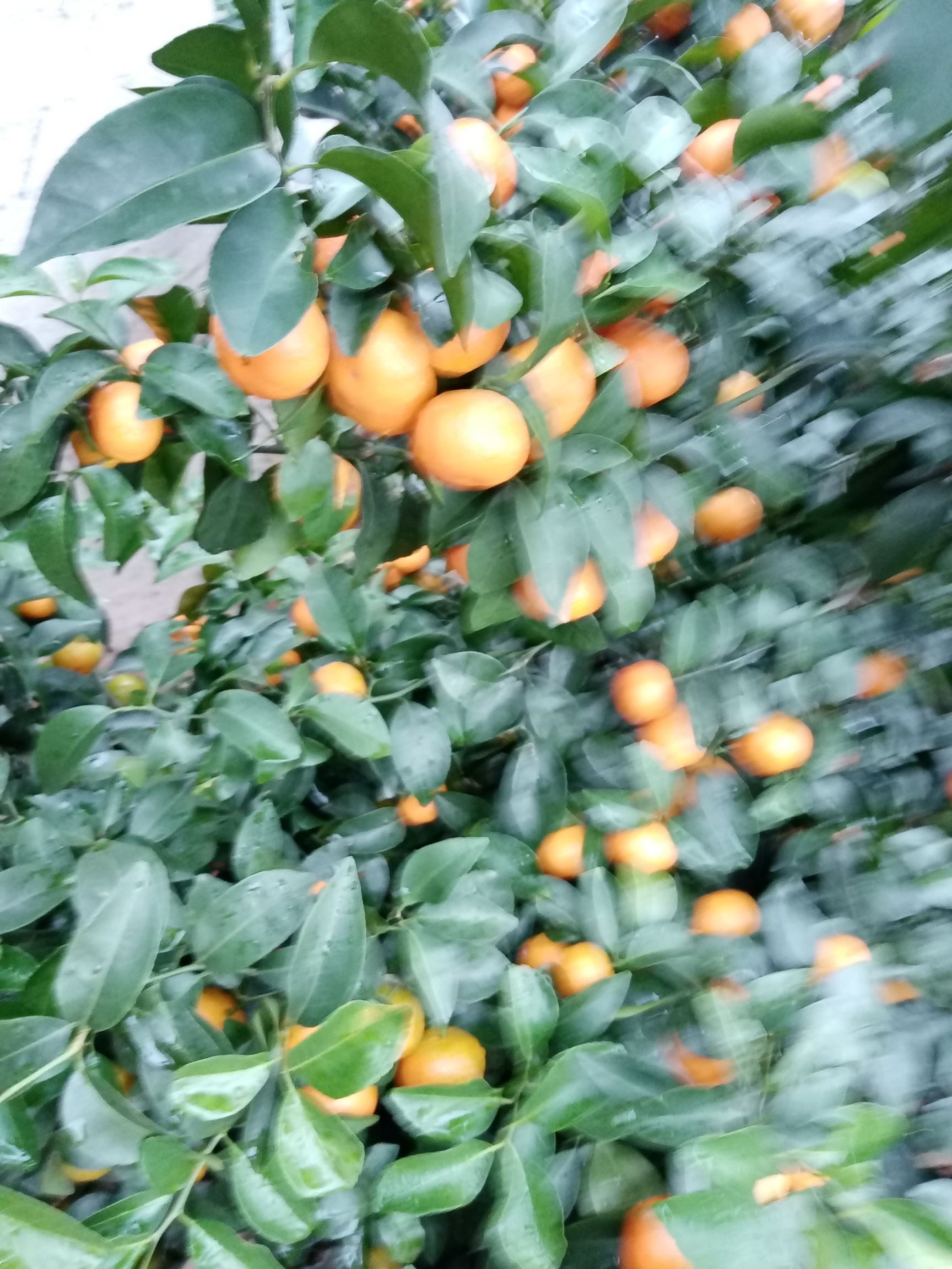 沙糖桔 一级果 