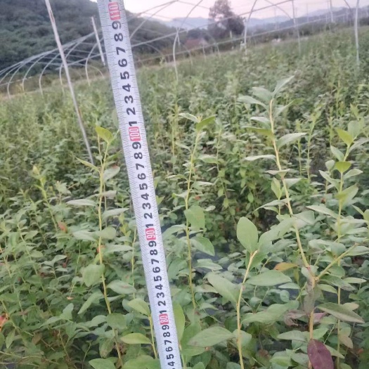 诸暨市南高丛蓝莓苗 各品种地栽苗