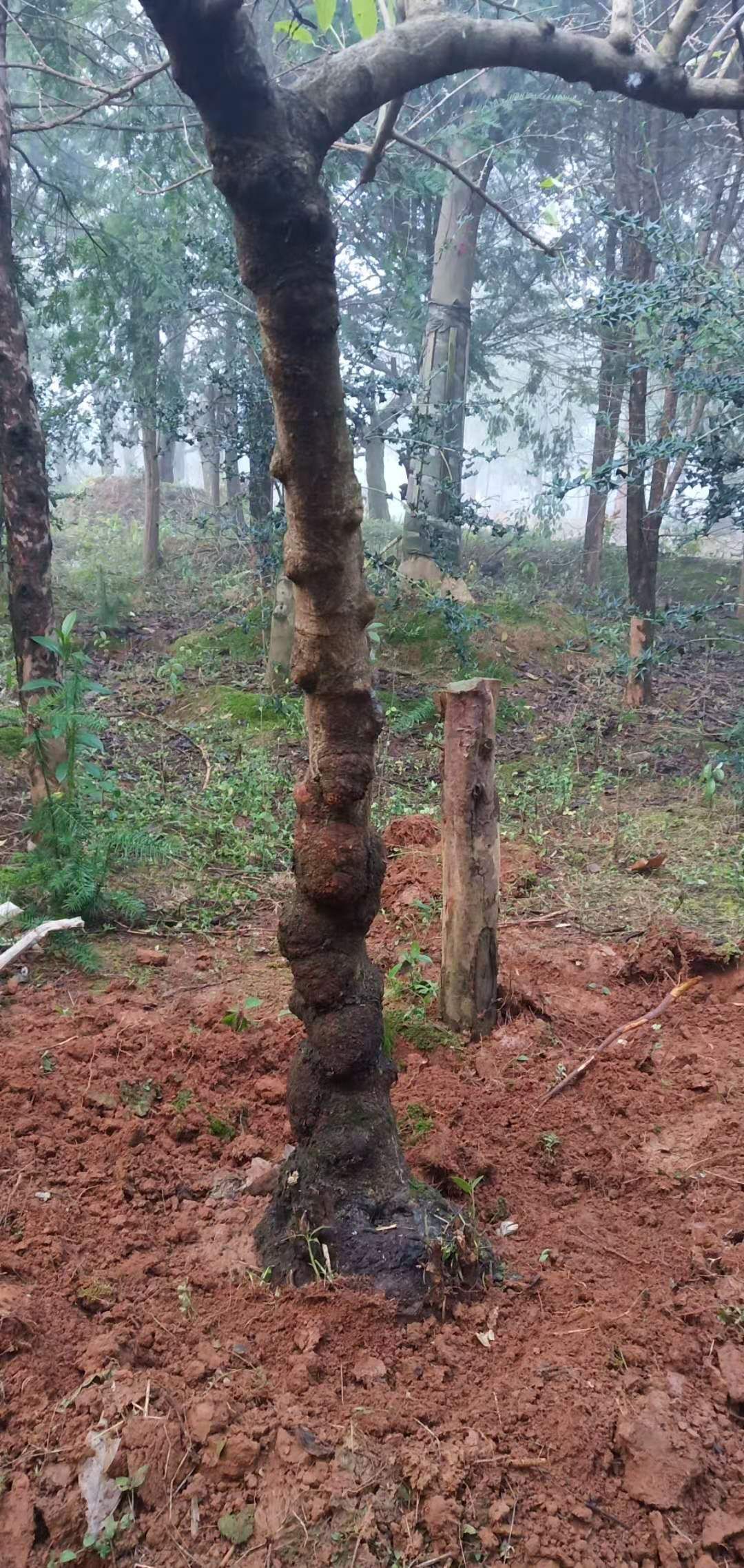 原生腊梅 3.5~5米 