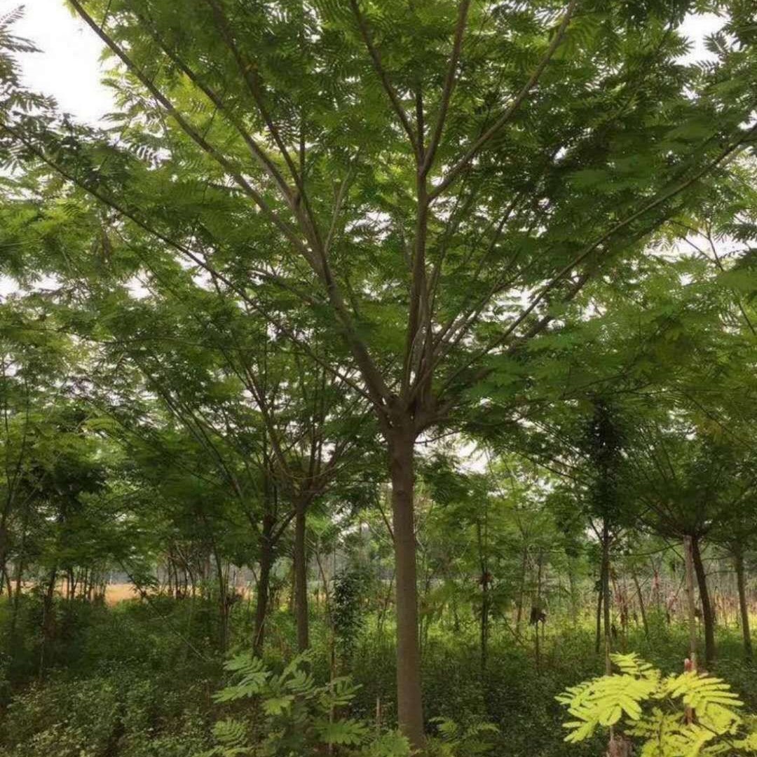 土合欢  合欢，合欢树，大叶合欢树批，发8-25公分合欢树批发