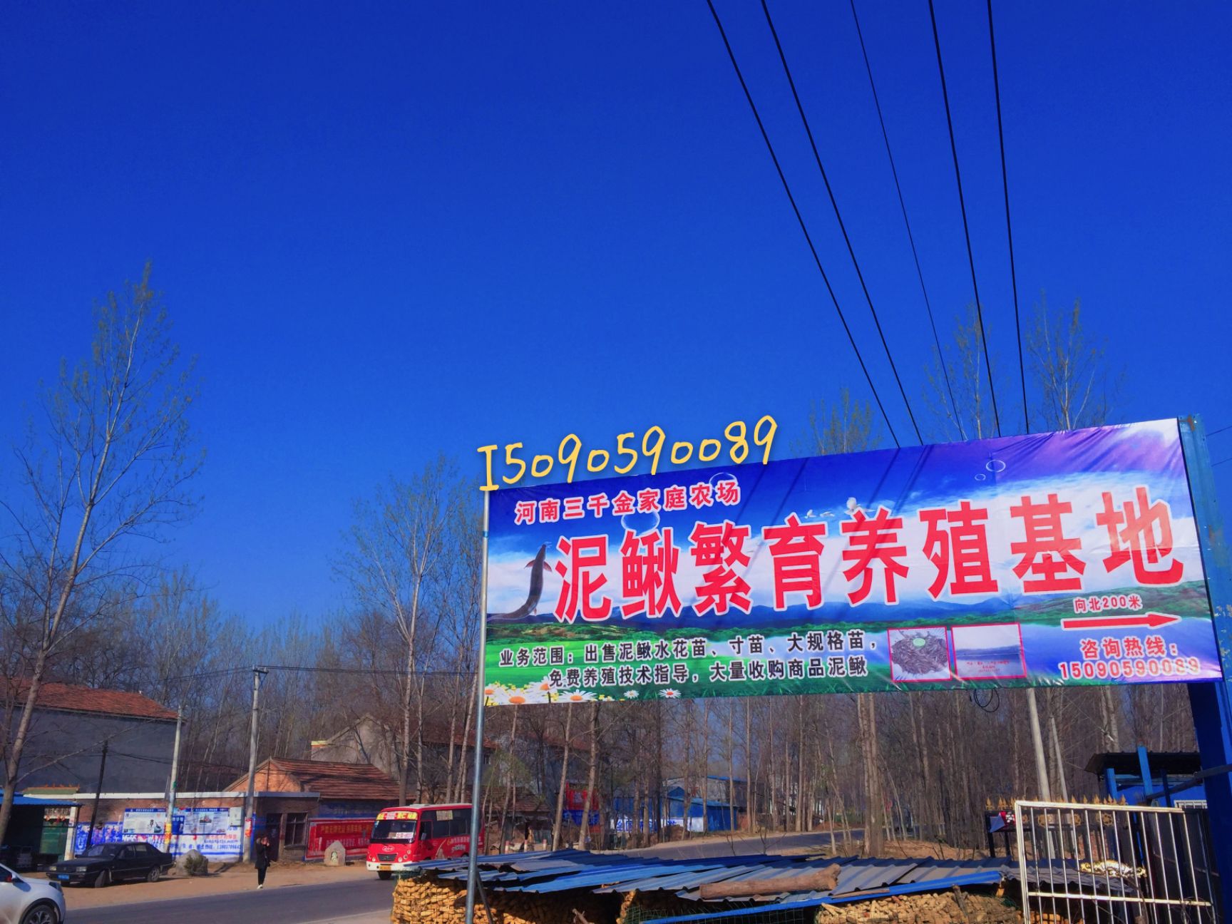 唐河县南阳哪里出售泥鳅苗，南阳市泥鳅苗批发，泥鳅苗多少钱
