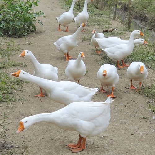 石家庄大白鹅 散养大鹅