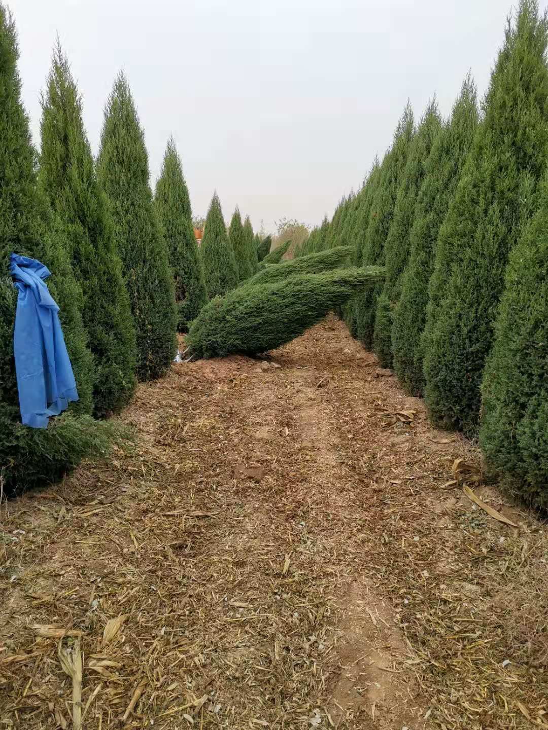 桧柏  望都塔桧（刺柏圆柏侩柏塔快塔柏塔松），自然塔形，抗寒抗旱