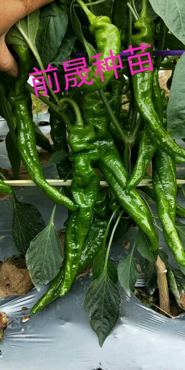 螺丝辣椒苗  尖椒，螺丝椒