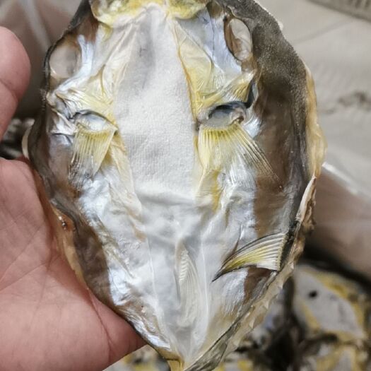 北海小鱼干 河豚鱼干，龟鱼干，新鲜海鱼干