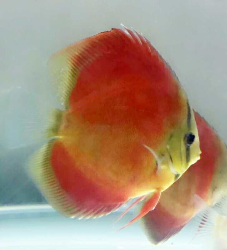 七彩神仙鱼  活体热带七彩鱼水族观赏宠物鱼红卡7-8厘米自养直销品种齐全