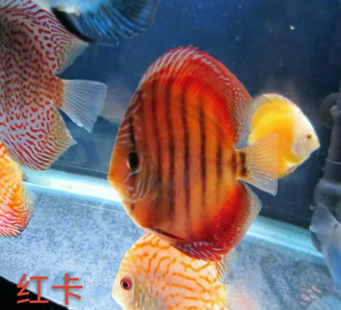 七彩神仙鱼  活体热带七彩鱼水族观赏宠物鱼红卡7-8厘米自养直销品种齐全