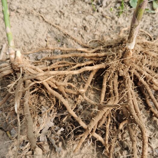 曹县批发一件代发芦笋根 3年芦笋苗种根苗四季种植蔬菜花卉绿植阳台