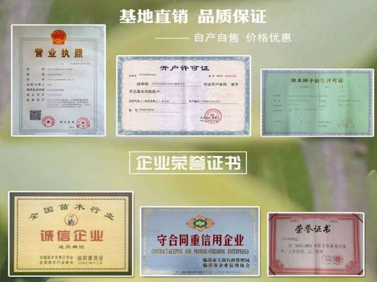 红心猕猴桃苗  红心猕猴桃，猕猴桃树苗猕猴苗皮薄肉多香甜可口