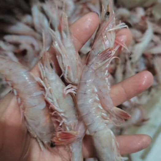 荣成市渤海湾鹰爪虾  渤海湾正宗鹰爪虾，鲜度一流！自家船，价格全国最最低