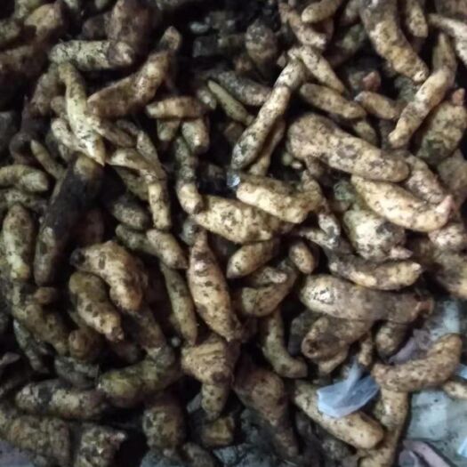 大方县乌红杂交天麻  贵州天麻 新鲜出土