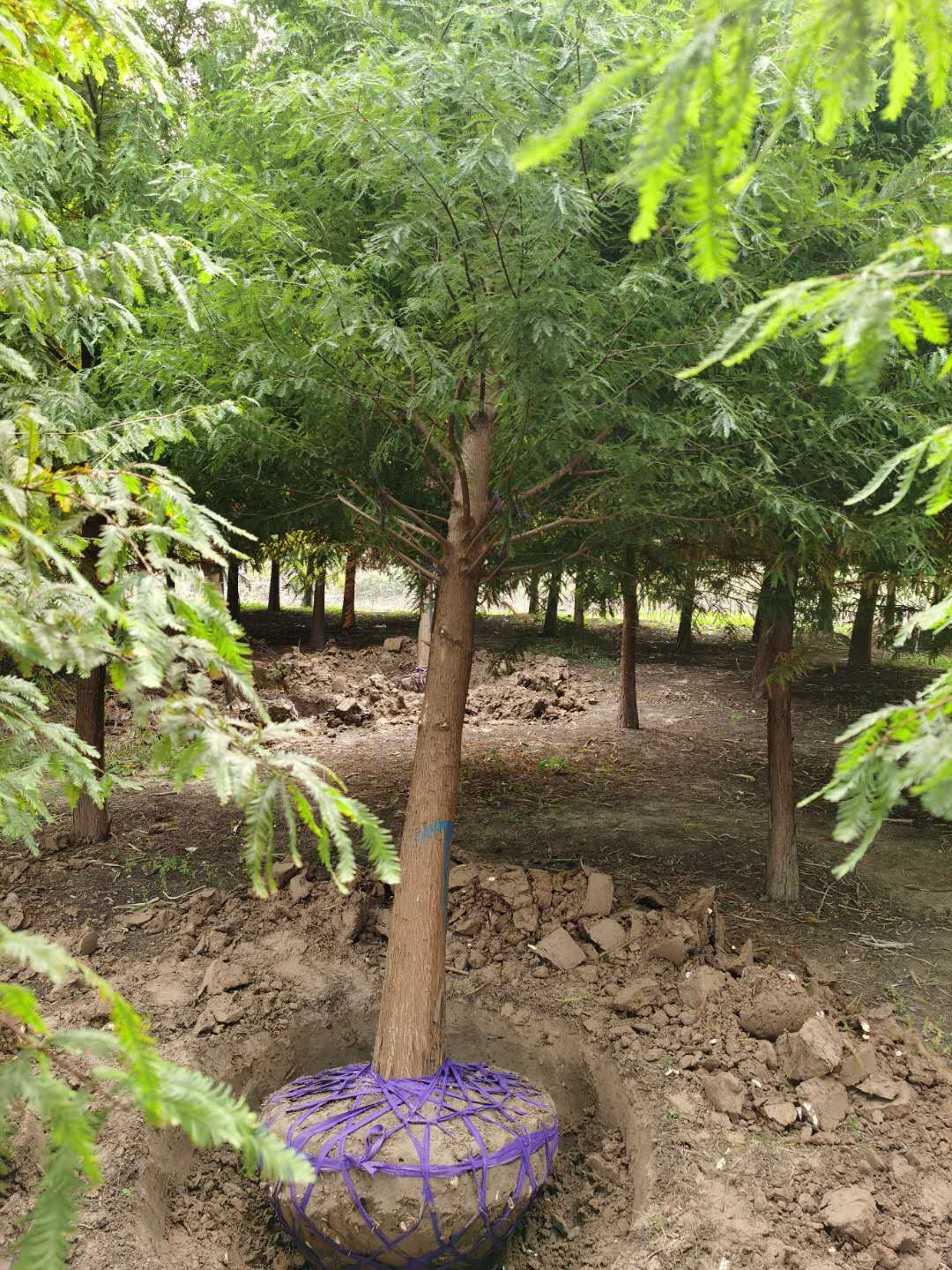 千亩中山杉基地任你挑，规格齐全，装货快