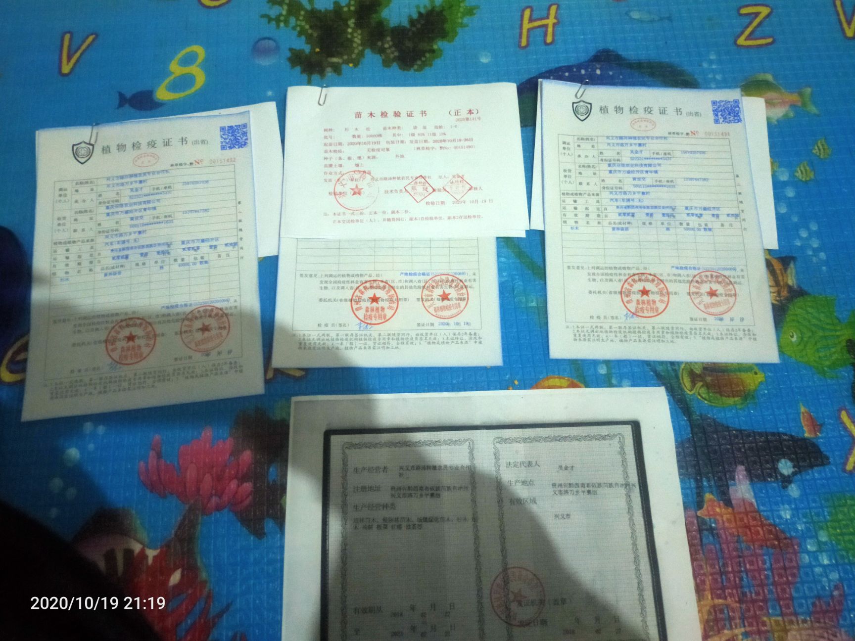 杉木树苗  基地大量出售杉木苗  现取现发   规格齐全