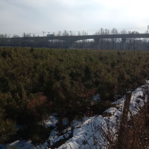 康乐县旱地油松 1~1.5米 
