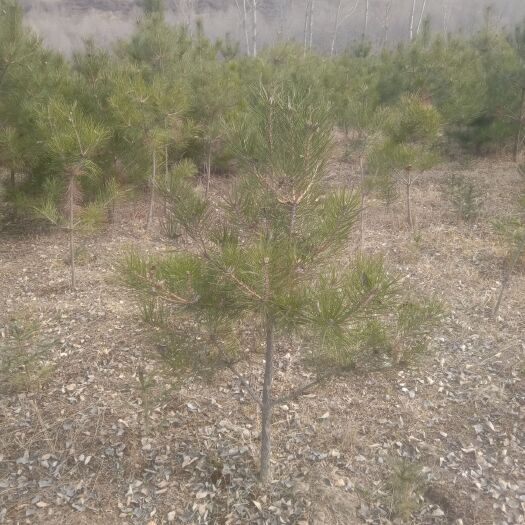 康乐县大田油松 1~1.5米 