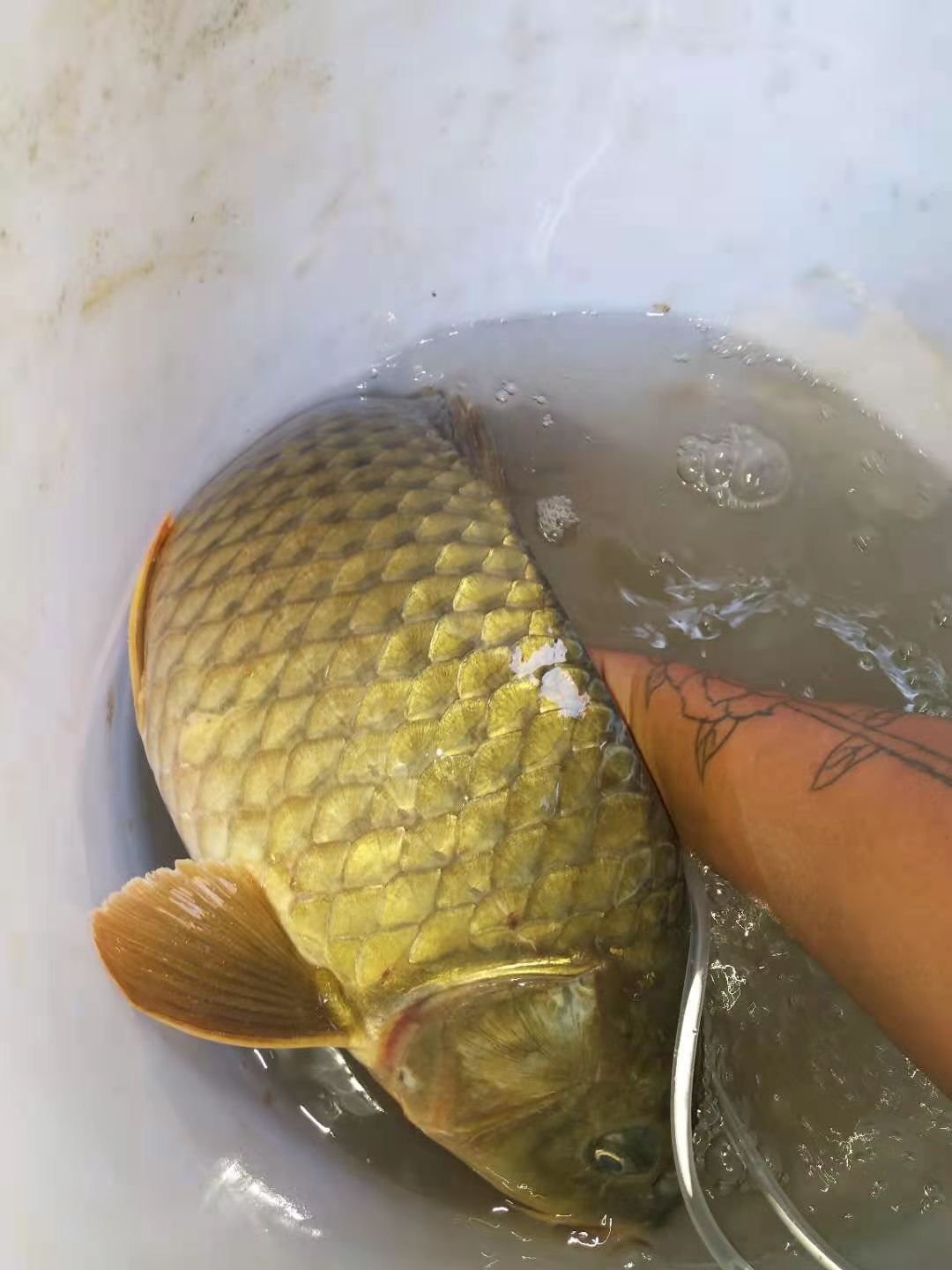 生态草鱼  出售批发山水养殖草鱼、鲤鱼、鲫鱼、青鱼、鲶鱼、白鱼