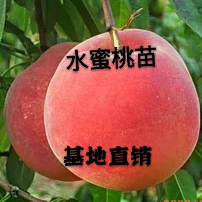 平邑县水蜜桃苗  全国金奖鲁红618大红桃 早熟 果大 全红 抗逆性强
