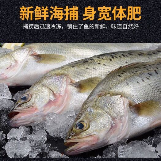 连云港 海鲈鱼冰鲜海鲈鱼