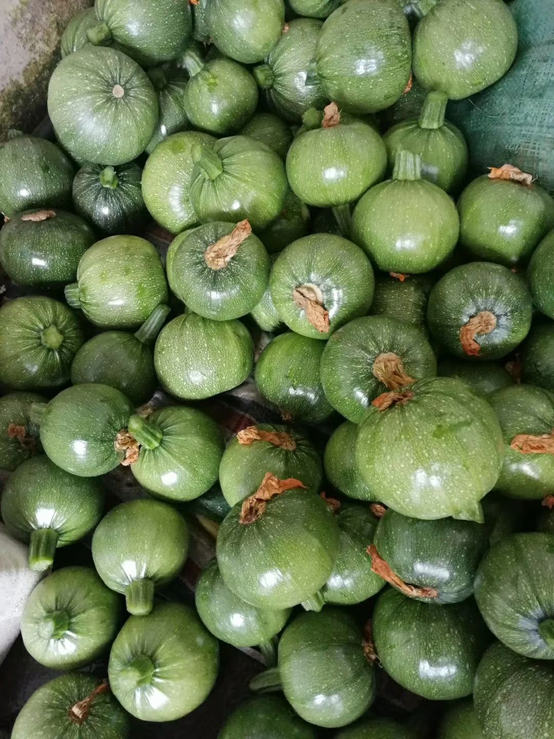 西葫芦 混装通货 