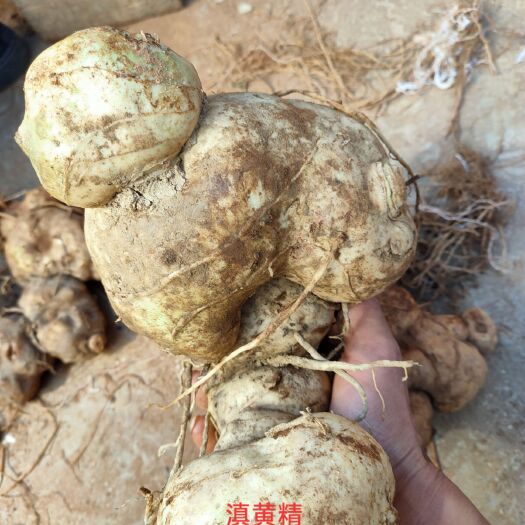砚山县黄精种苗 滇黄精  黄精家族中的贵族高产王云南滇红花甜黄精