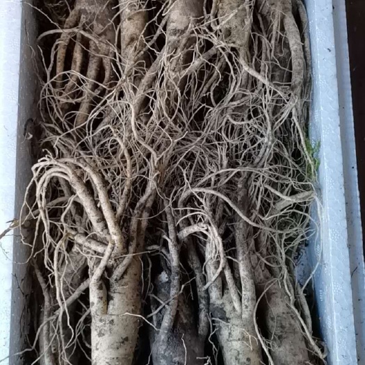 穆棱市种植参 散装 