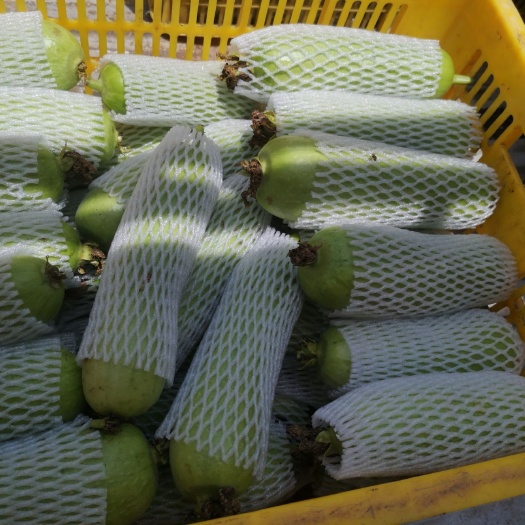常德肉丝瓜 绿色食品，新鲜，肉性好