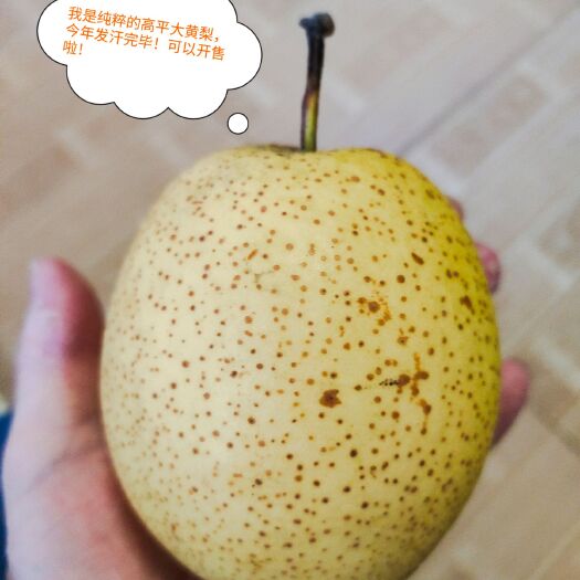 高平市高平明清大黄梨 特级果 