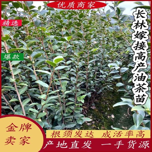 油茶树苗油茶嫁接苗长林系列高产嫁接苗基地发品质保证【包邮】