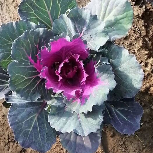 青州市羽衣甘蓝 冬季草花租摆