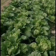 西安青杂三号白菜 西安临潼青杂白菜大量上市中，需要的老板可以联系我。