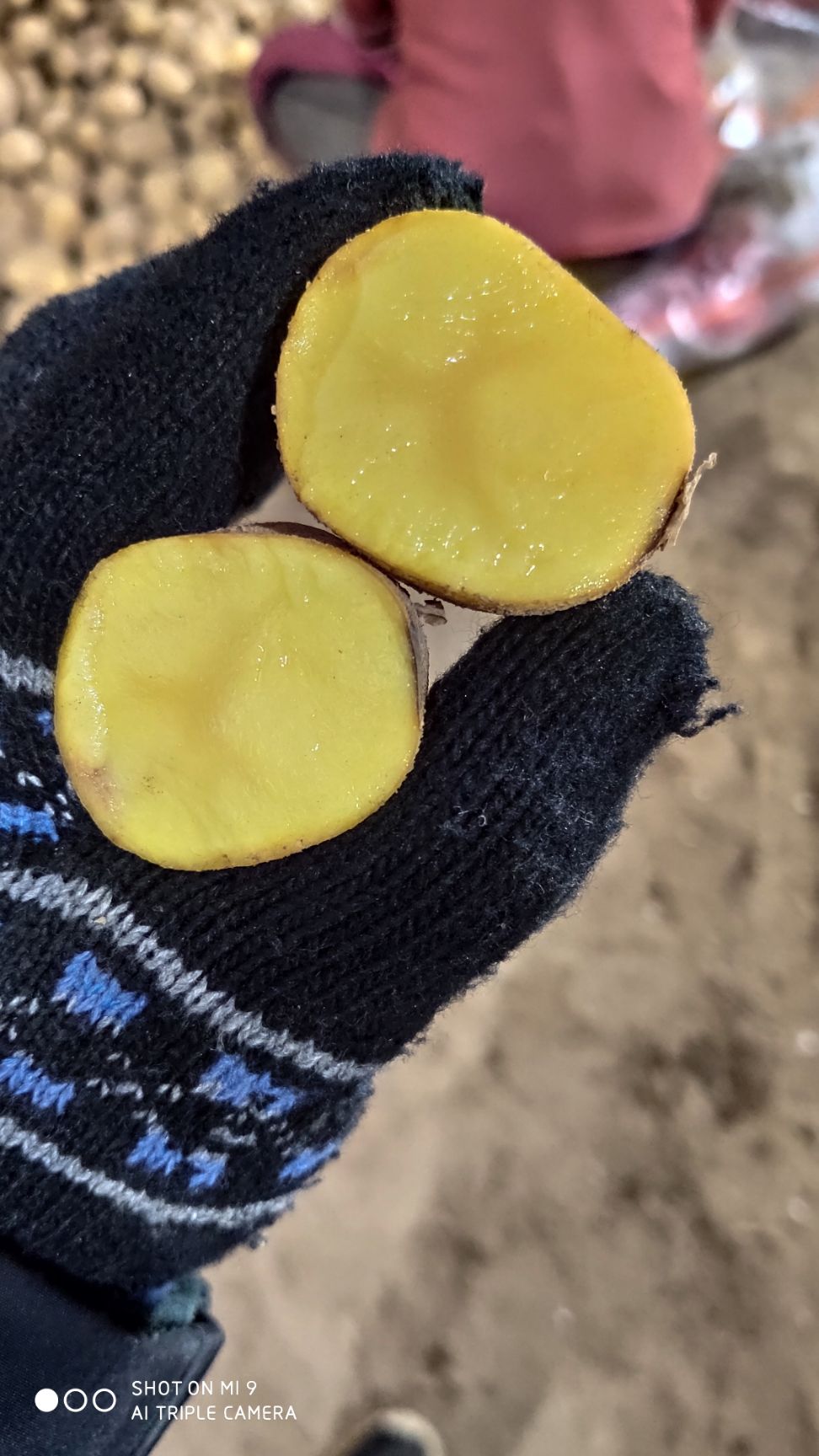 黄心土豆  土豆，，口感好，