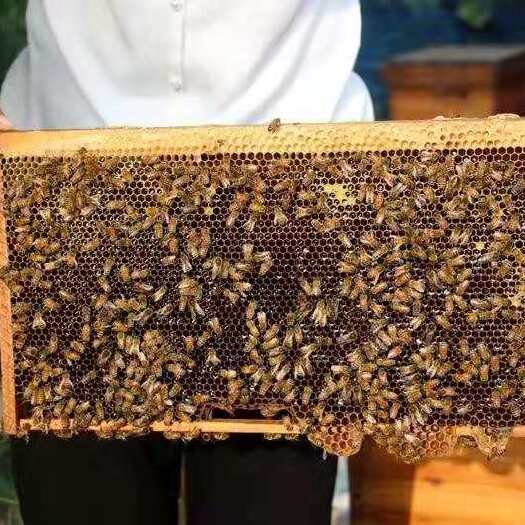 昭平縣土蜂蜜 廣西冬蜜鴨腳蜜天然不添加白糖