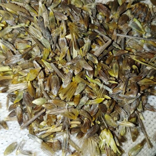 灵宝市苍术种子 