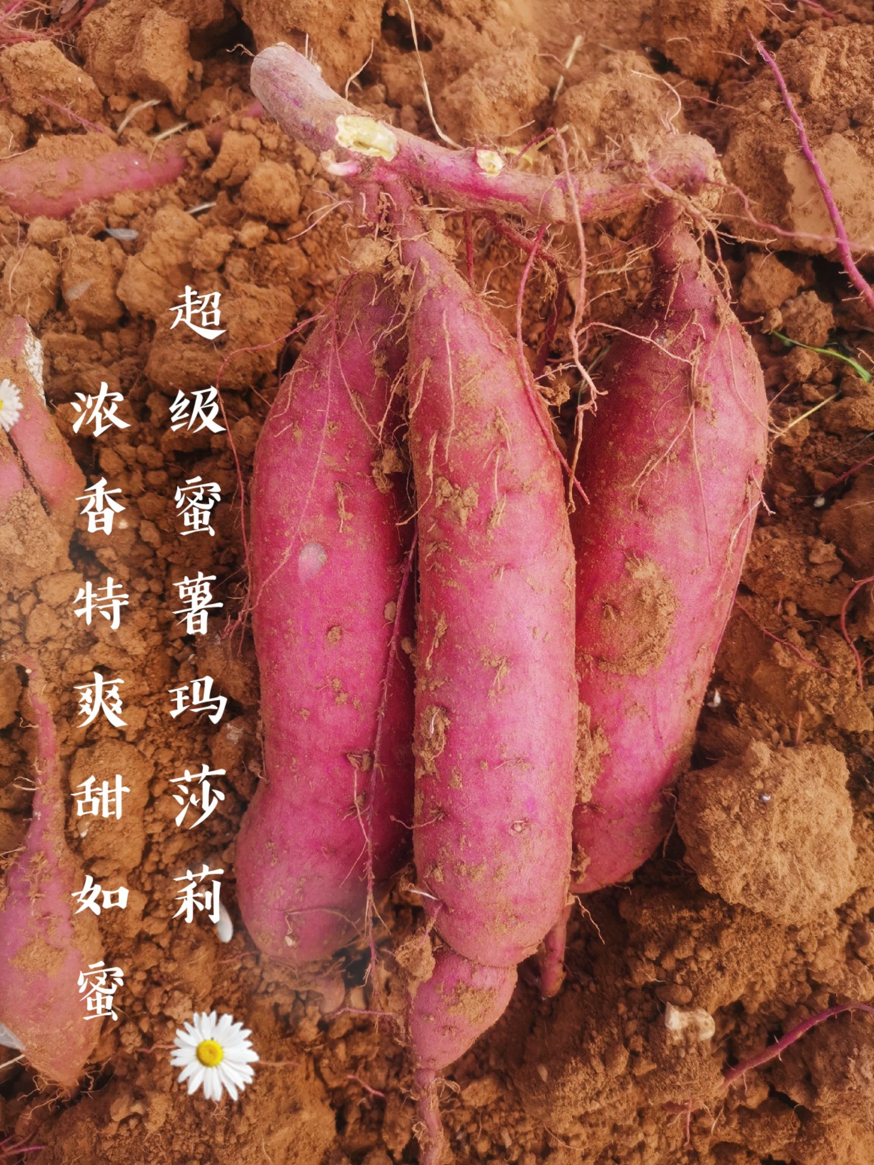 红薯  当代最好吃的超级蜜薯玛莎莉，浓香特爽甜如蜜，养生保健大美食。