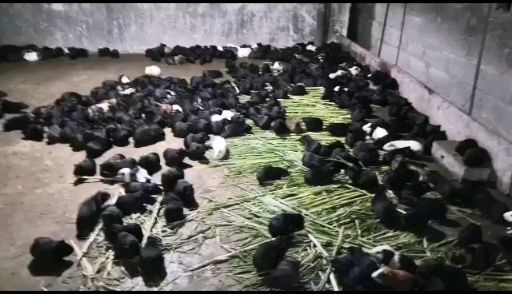 钦州荷兰鼠实验豚兔